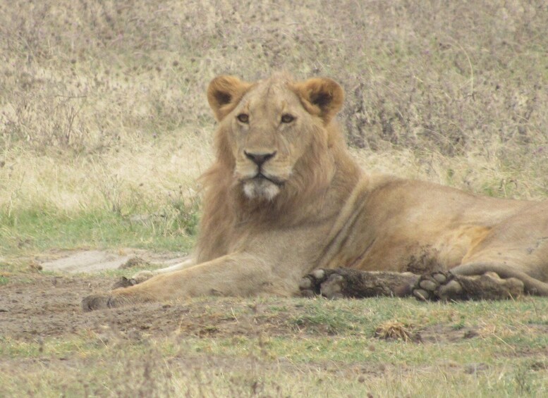 A lion lying on the ground in a grassy area. 3