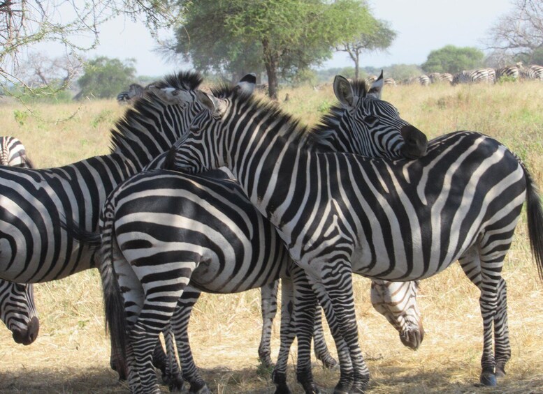 Zebras standing in a field with trees in the background. 2
