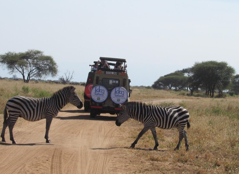 A safari vehicle with 'KLM safaris' branding on the back, two zebras on a dirt road, and sparse trees in the background. 1