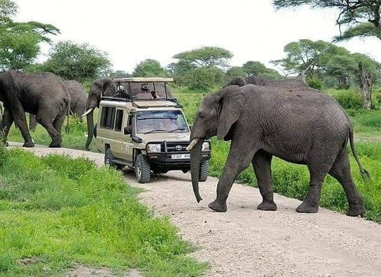 A safari vehicle on a dirt path with elephants in the background. 2