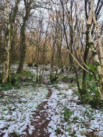 A snow-covered forest path with birch trees and ferns. 1