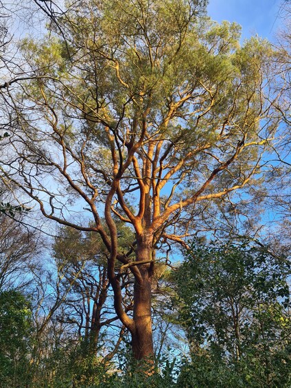 A large tree with a thick trunk and many branches, surrounded by other trees and greenery. 5
