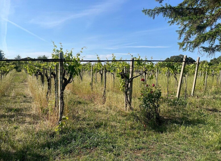 Picture 2 for Activity Frascati: Vineyard Wine Tasting Tour with Snacks 5