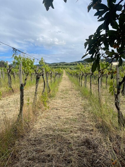 Picture 6 for Activity Frascati: Vineyard Wine Tasting Tour with Snacks 2