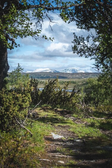 Picture 6 for Activity Jämtland: 4-Day Midsummer Hiking Tour with Guide 5