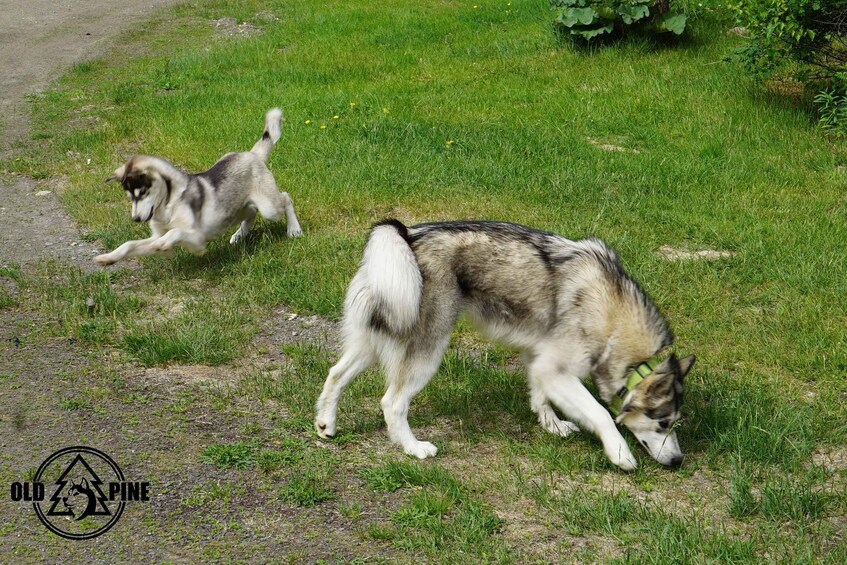 Picture 3 for Activity Kemi-Tornio: Husky Farm Visit with Hotel Pickup - summer 4