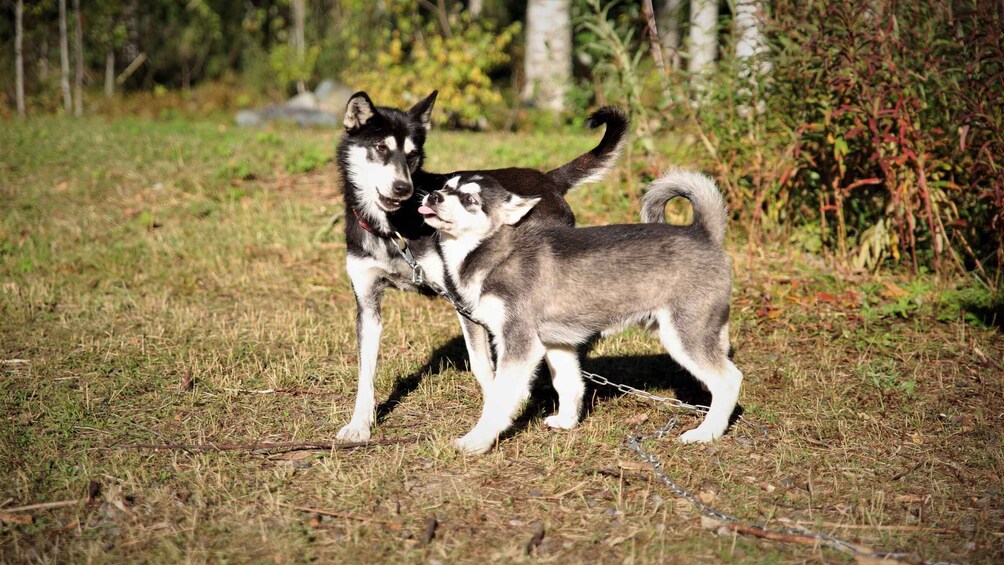 Picture 6 for Activity Kemi-Tornio: Husky Farm Visit with Hotel Pickup - summer 2