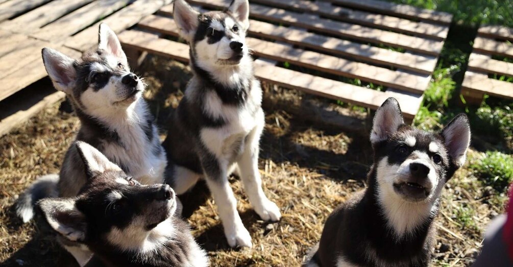 Kemi-Tornio: Husky Farm Visit with Hotel Pickup - summer 1