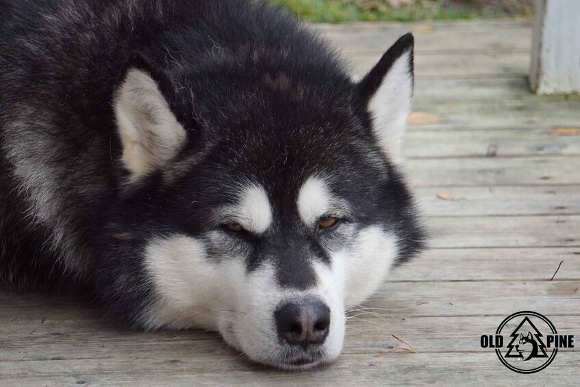 Picture 4 for Activity Kemi-Tornio: Husky Farm Visit with Hotel Pickup - summer 3