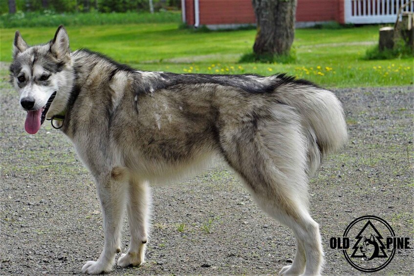 Picture 2 for Activity Kemi-Tornio: Husky Farm Visit with Hotel Pickup - summer 5