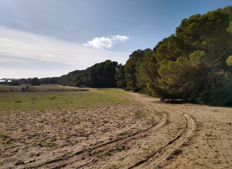 A dirt path winding through a grassy field with dense trees on one side. 4