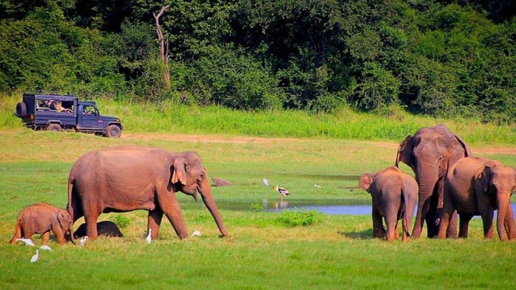 A herd of elephants near a waterhole with a vehicle in the background. 3