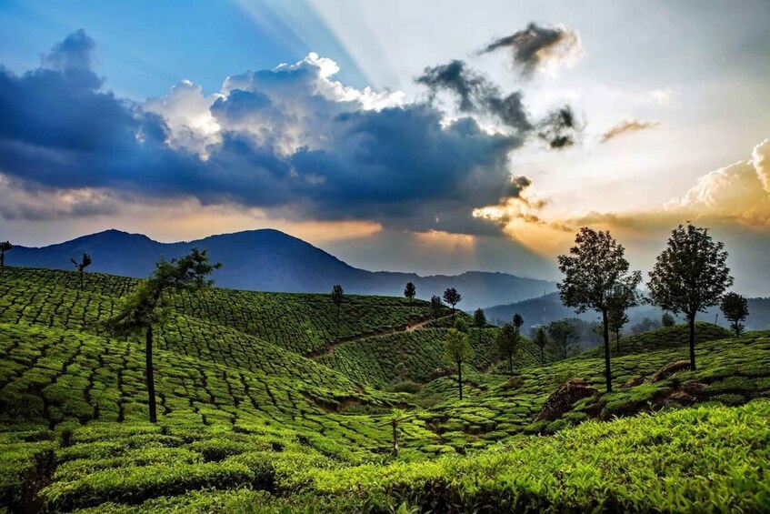 A lush tea plantation with terraced hills and a dramatic sky. 2