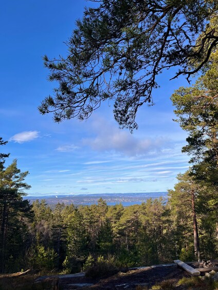 Picture 11 for Activity Oslo: Forest Hike with Panoramic Fjord Views and a dog 2