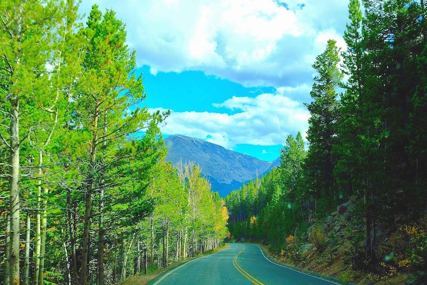 A winding road through a forest with a mountain in the background. 4