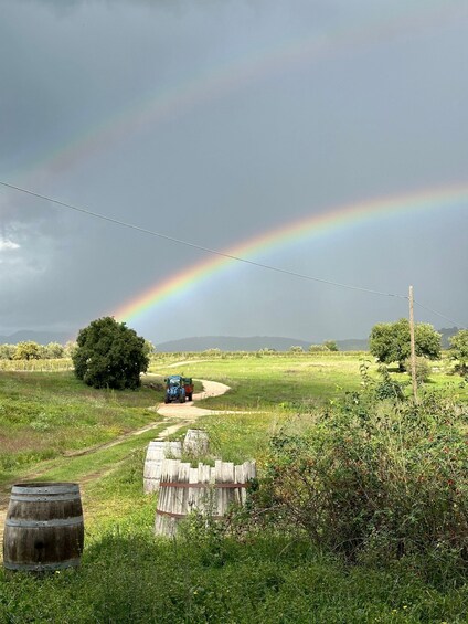 Kaos Vulcanico: volcanic wine tasting in Maremma 1