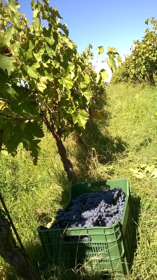 Picture 5 for Activity Kaos Vulcanico: volcanic wine tasting in Maremma 2