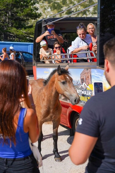 A horse standing in front of a bus with people inside. 2