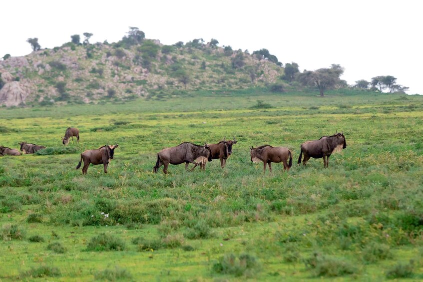 Picture 1 for Activity Arusha: Tarangire National Park Private Day Trip 4