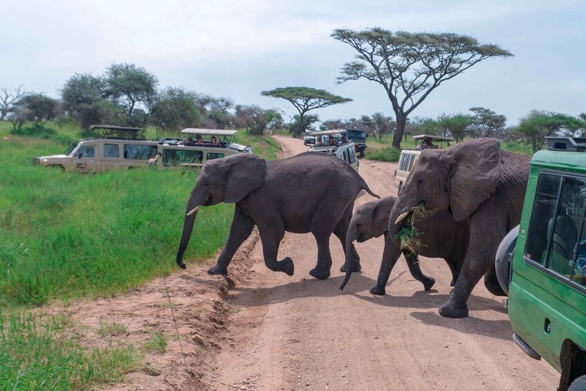 Arusha: Tarangire National Park Private Day Trip 1
