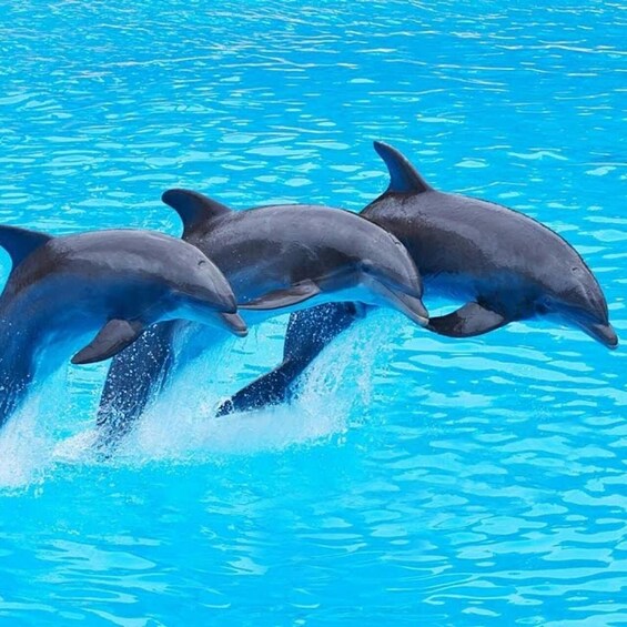 Three dolphins jumping out of the water in a pool. 2