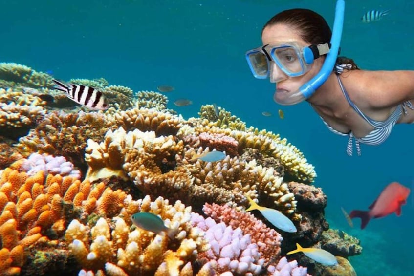 A person snorkeling among vibrant coral reefs with various fish species. 1