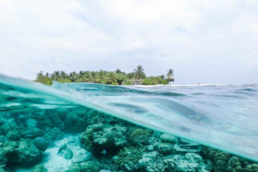 An underwater view of a coral reef with a clear view of a tropical island in the distance. 5
