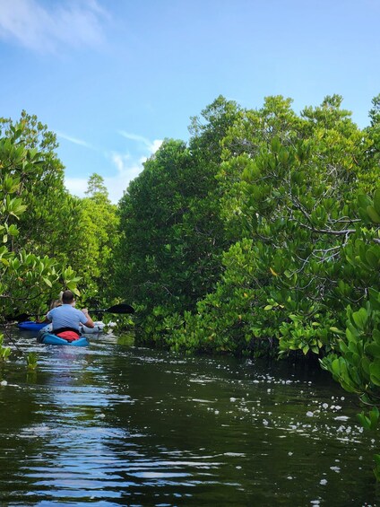 A person kayaking through a mangrove forest. 2