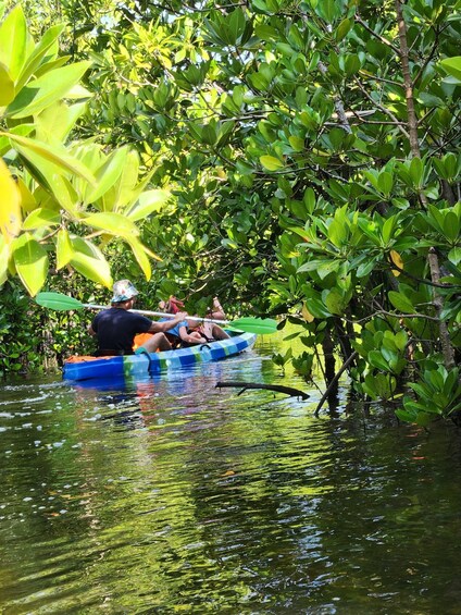 A man paddling a blue canoe through a mangrove forest. 4