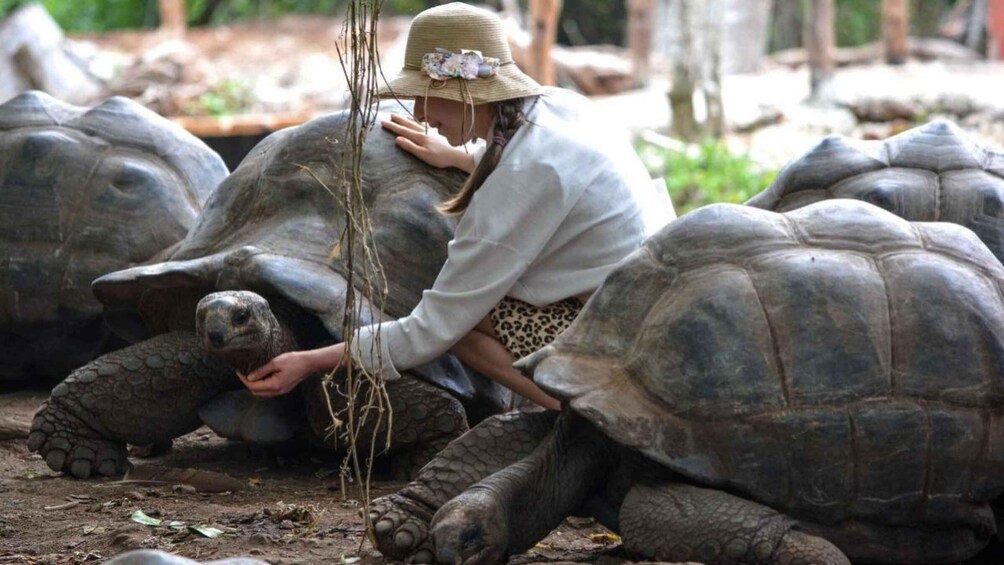 A person interacting with large tortoises in a natural setting. 4