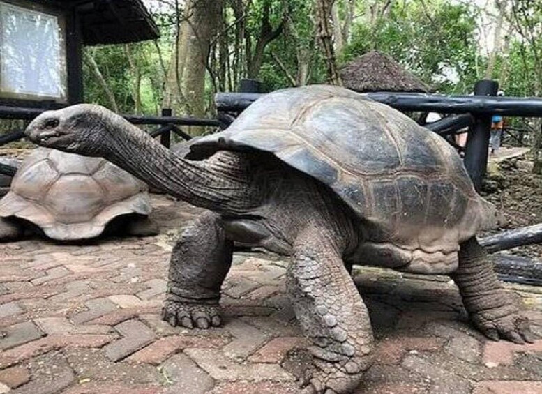 A tortoise on a paved path with trees in the background. 1