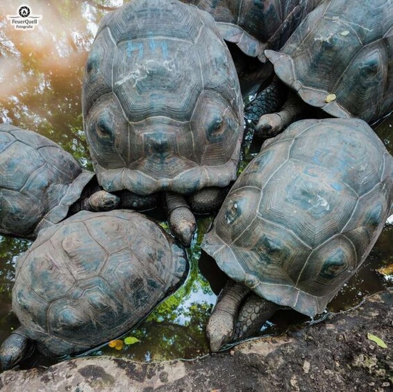 A group of large tortoises near water. 3