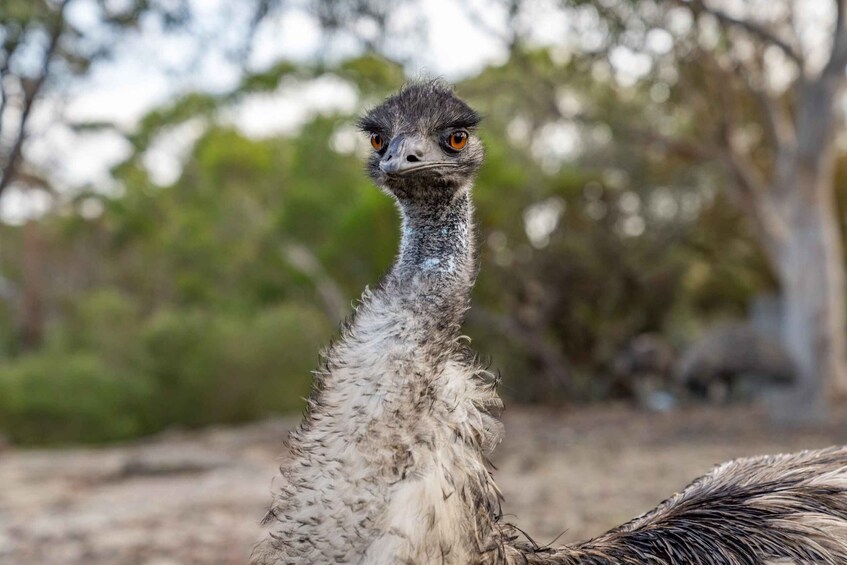 An ostrich in a natural setting with trees and dry ground. 3
