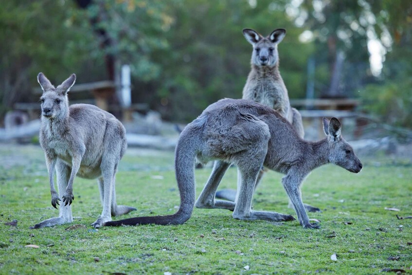 Three kangaroos on a grassy field with trees in the background. 1