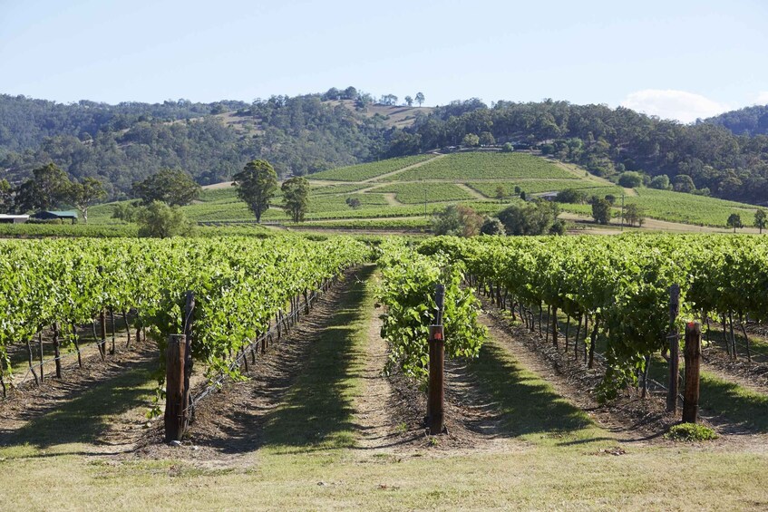 A vineyard with rows of grapevines, a hilly landscape, and a clear sky. 5