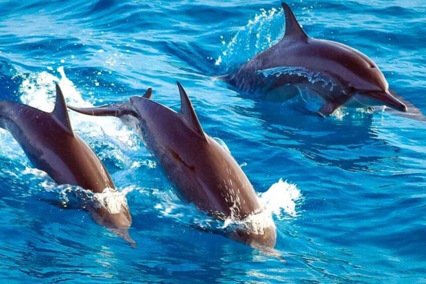 Dolphins jumping out of the water. 2