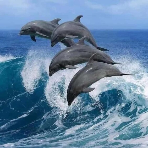 Dolphins leaping out of the ocean. 1