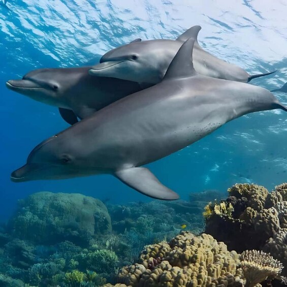 Two dolphins swimming underwater with coral reefs in the background. 3
