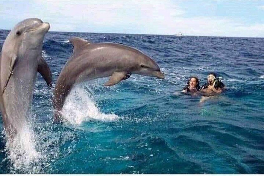 Dolphins leaping out of the ocean with people in the water. 4