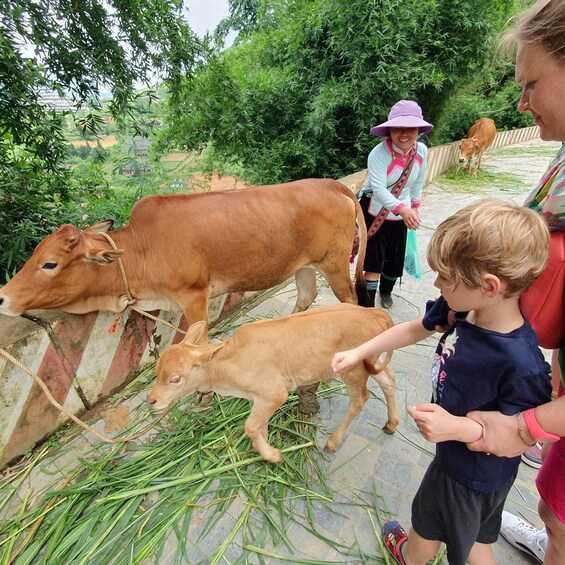 A person feeding a calf with grass, a cow, and another calf in a rural setting. 4