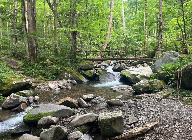 A forest stream with rocks and a wooden bridge. 5