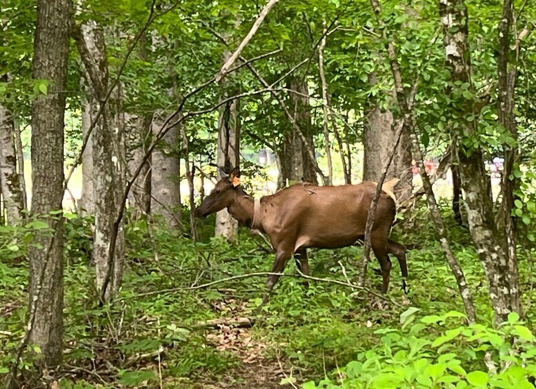 A deer in a forested area with dense foliage and trees. 3
