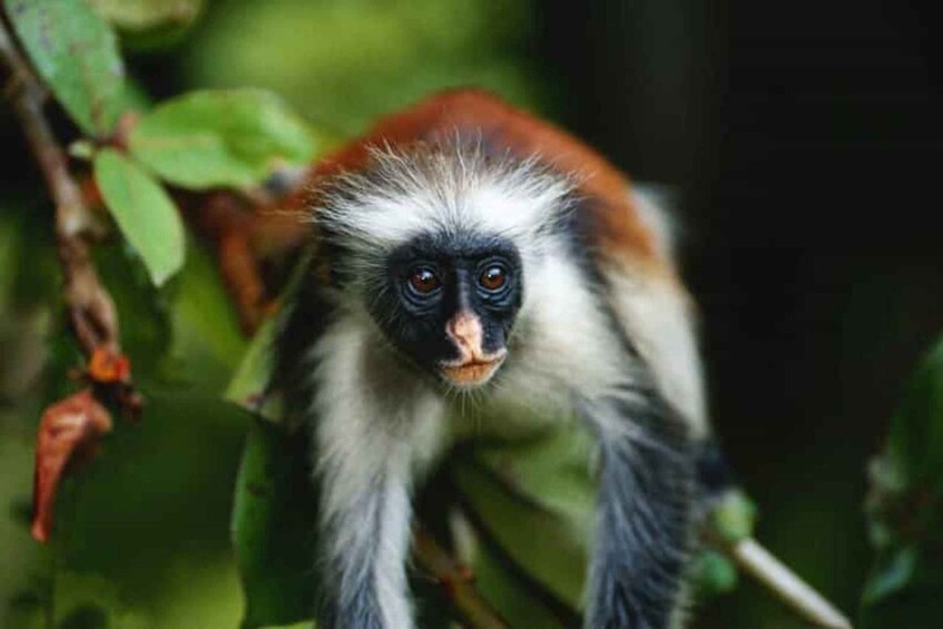 A monkey with white and black fur, surrounded by green foliage. 1