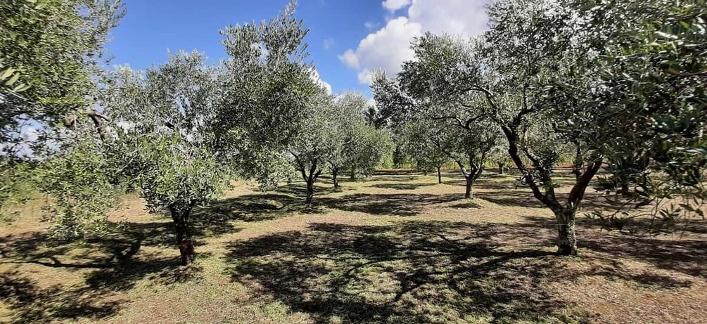An olive grove with trees and a clear sky. 1