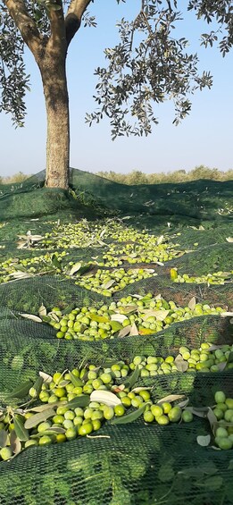 A tree with green leaves and olives scattered on the ground. 2