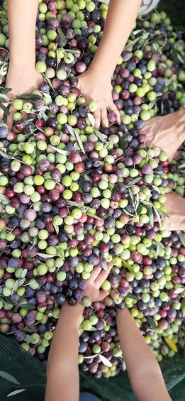 A group of people holding a large pile of green and purple berries. 3