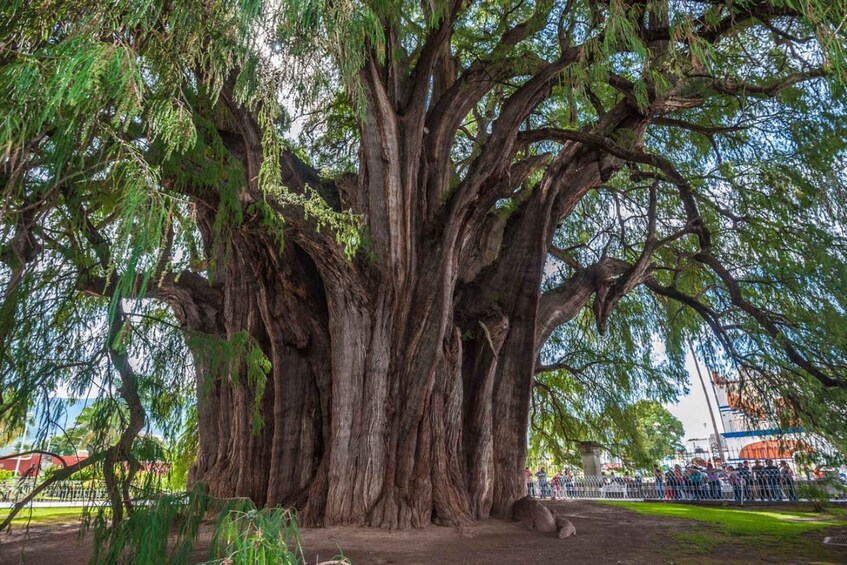 A large tree with thick, gnarled roots and a wide canopy. 3