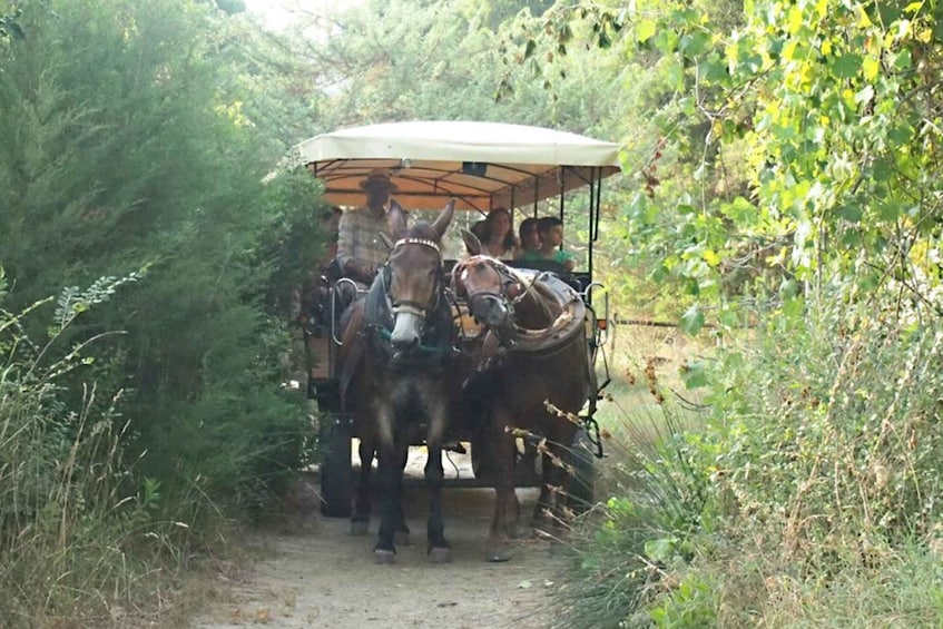 A horse-drawn carriage in a forested area. 3