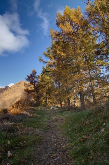 A forested path with trees and a hill in the background. 2