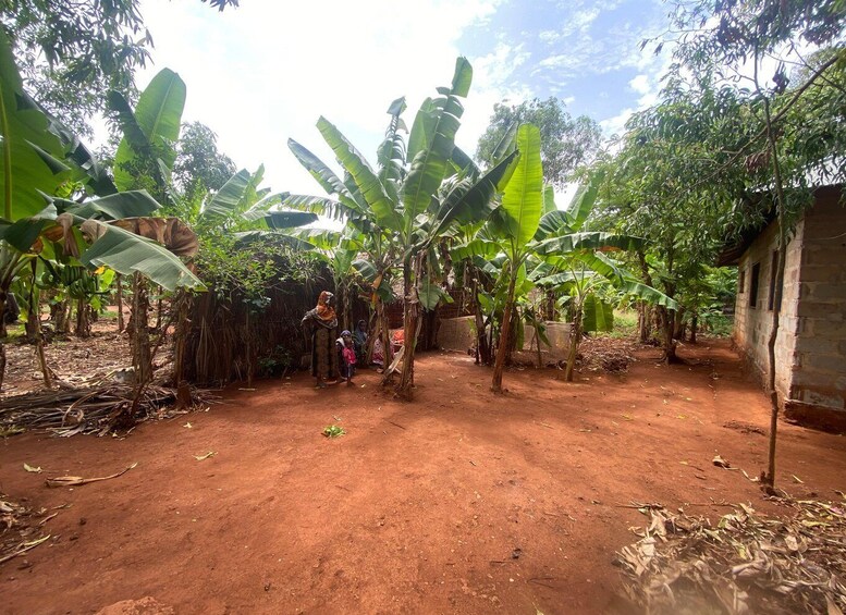 A rural setting with banana trees, a dirt ground, and a brick building. 3
